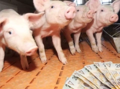 Jakie ceny prosiąt na koniec sierpnia? [SONDA]