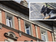 Rodzina rozpacza. Pies, który wypadł z okna, nie przeżył
