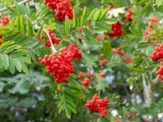 Jarząb na wzmocnienie – przepisy zielarskie z jarzębiny