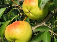 Prezentacja nowej odmiany gruszki odpornej na bakterie