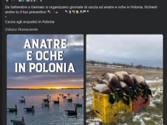 Kontrowersyjne polowania na Miedwiu. Masowo ginęły również gatunki chronione
