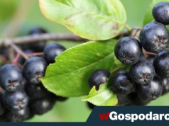 Brakuje aronii, ceny ostro w górę