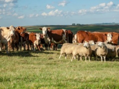 Ubezpieczenie zwierząt — pierwsze wnioski już w ARiMR