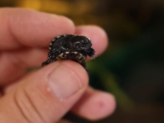 Spektakularny sukces polskich naukowców. Na świat przyszły trzy żółwie karłowate