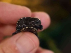 W Polsce wykluły się najmniejsze żółwie świata. Sukces na skalę Europy