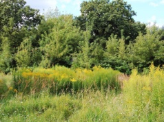 Inwazja, która okazała się lekarstwem. Ta roślina opanowała Polskę