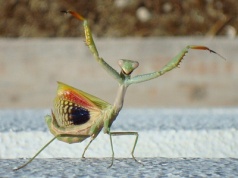 Ich żarłoczność jest legendarna. Te owady atakują nawet ptaki i węże