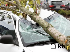 Drzewo z sąsiedniej działki spadło na samochód – Twoje prawa w 5 krokach!