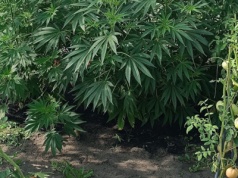 Tutaj rosły nie tylko pomidory