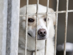 Zwierzęta ze schroniska czekają na nowy dom