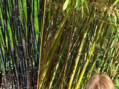 Botaniczna sensacja pod Brukselą. Zakwita raz na 120 lat