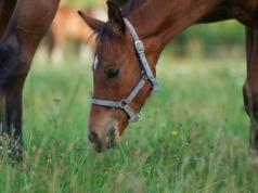 Konie skrywały ważny sekret. Teraz w końcu go odkryliśmy