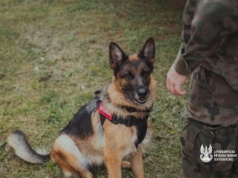 3 PBOT ma pierwszego w historii psa kontraktowego. Policja także zatrudniła czworonożnych funkcjonariuszy