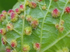 Zakaz importu owoców na Kanary z powodu filoksery