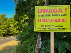 Nowe ogniska ASF w Zachodniopomorskiem