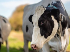 Ranking największych mleczarni na świecie. Kto wiedzie prym?