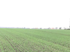 Cynk w zbożach – ciecze jonowe
