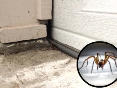 Pająki lawinowo wchodzą do domów. Rozsyp odrobinę, a zwieją w podskokach