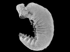 Szokujące odkrycie w Chinach. Skamieniały organizm sprzed 520 milionów lat zachował mózg