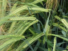 Jęczmień ozimy 2025: odmiany, terminy siewu, nawożenie