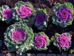 Ta roślina wytrzymuje mrozy i zachwyca. Posadź ją w ogrodzie zamiast wrzosów