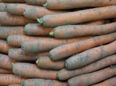 Ile kosztuje 1 kg marchwi w skupie na początku września 2025 r.?