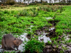 Pakiet bobrowy w dopłatach? Rolnik krytykuje pomysł posła, resort odpowiada