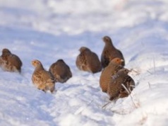 Zauważono je w Czarnobylu. Niezwykłe odkrycie naukowców