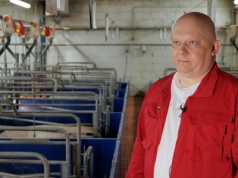 IF 2025: 37 prosiąt od jednej lochy? Rolnik z Wielkopolski pokazuje, jak to możliwe