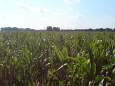 Plonów będzie mniej. Także Polska ma się czego obawiać