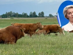 Czy Mercosur da się jeszcze zablokować? Rolnicy i europosłowie szykują pozew