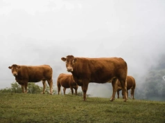 Choroba niebieskiego języka w Polsce. Czy strefy BTV znikną?