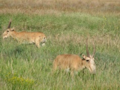 Mosty. Polska Białowieża i ukraińska Askania Nowa dziedzictwem ludzkości
