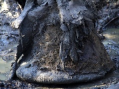 Na co chorowały mamuty? Niezwykłe wyniki badań nad mikroorganizmami z przeszłości