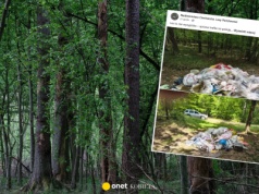 Nadleśnictwo publikuje zdjęcie z lasu.  "Sprawa trafiła na policję"