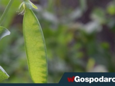 Niepozorna roślina z dużą dopłatą