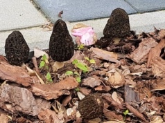 Gdzie szukać smardzy?