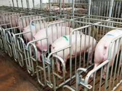 Holandia: Rządowy program ograniczenia produkcji zwierzęcej nabiera rozpędu