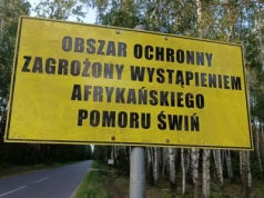 ASF na ogromnej fermie świń. Kolejny kraj ma poważne kłopoty!