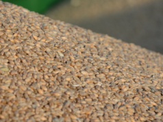 Pszenica paszowa po tylko 620 zł. Duża konkurencja eksportowa