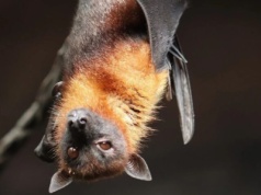 Nietoperze w łódzkich parkach – ruszają wrześniowe spacery