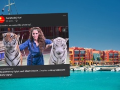 Chaos w popularnym egipskim kurorcie. Z cyrkowej klatki zniknął groźny drapieżnik