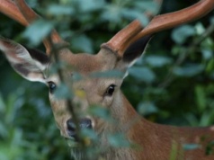 Stado inwazyjnych jeleni sika na Opolszczyźnie. Zostaną zneutralizowane?