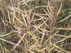 Spór o rzepak w Świętokrzyskiem. Komisja zaniżała straty?