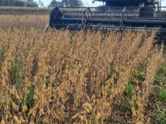 Jakie widoki na żniwa sojowe 2025?