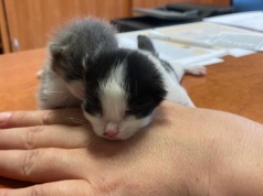 Uratowano kocięta wyrzucone do rzeki