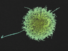 "Doskonalsze niż natura". Naukowcy stworzyli nową formę życia