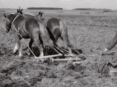 Kalendarium historyczne: 6 września 1945 – komunistyczna reforma rolna