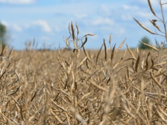 Większość oleistych potaniała na światowych giełdach