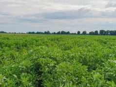 Groch i bobik sprawdzają się w siewie jesiennym